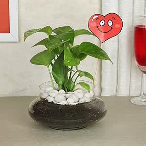 FlowerAura Decorative Good Luck Green Money Live Indoor Plant With ...