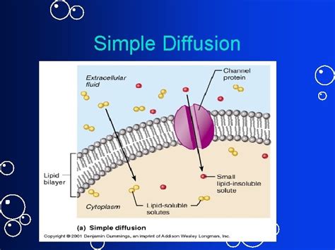 Image result for Diffusion Function Cell Membrane