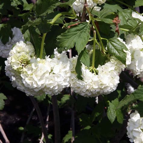 Tips to Grow and Care For Snowball Bush Viburnum | Plantly
