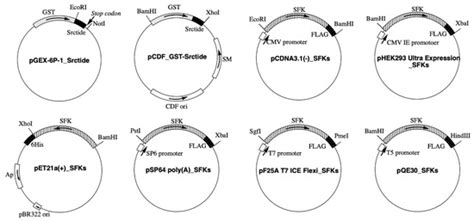Characterization of Phosphorylation Status and Kinase Activity of Src ...