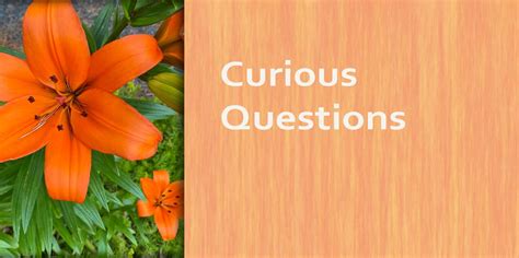 Image result for curious