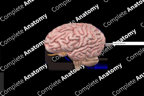 Image result for Sulcus Sign Lateral View