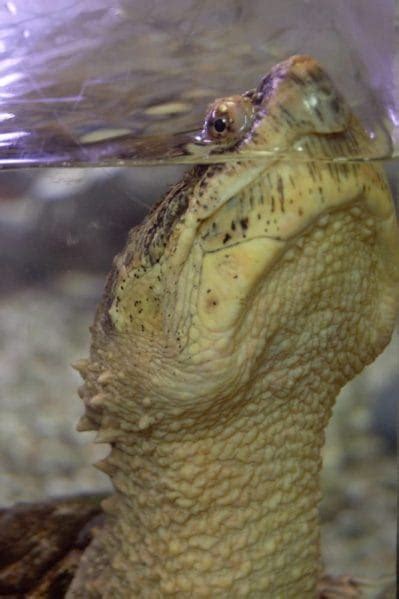 Image result for Snapping Turtle Cleaning