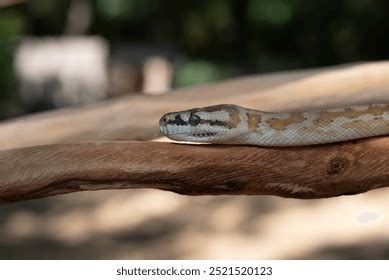 Image result for Green Australian Carpet Python