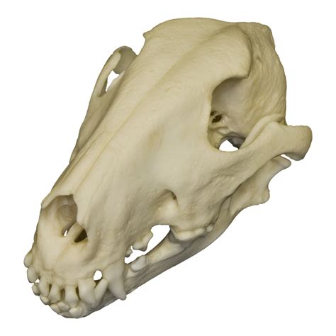 Replica Bull Terrier Dog Skull For Sale – Skulls Unlimited ...