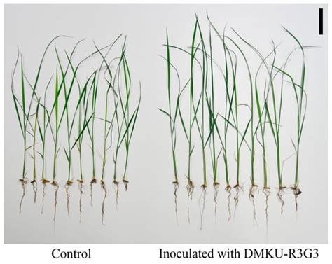 Exploring the Impact of Endophytic Fungus Aspergillus cejpii DMKU-R3G3 ...