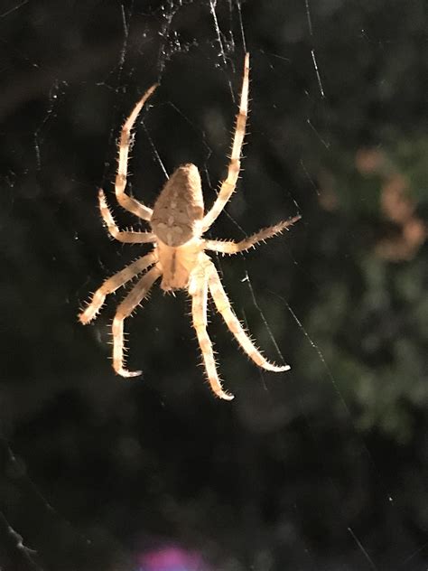 Araneus diadematus (Cross Orb-weaver) in Wakefield, Massachusetts ...