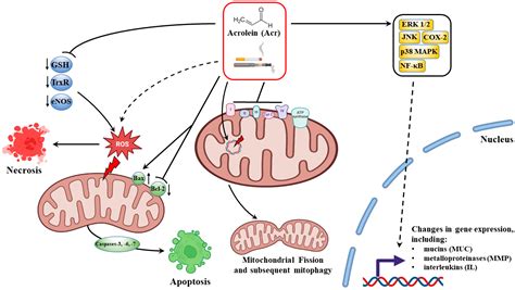 The Tobacco Smoke Component, Acrolein, as a Major Culprit in Lung ...