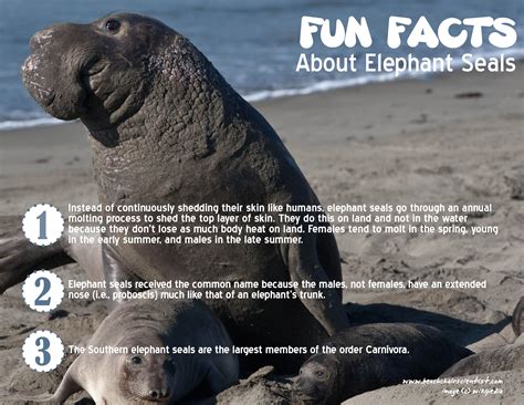 Important Facts About Elephant Seals at George Joaquin blog