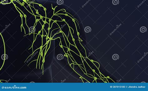 Image result for Animation On Lymphatic System