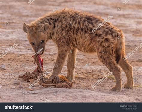 Python Eats Hyena 的图像结果