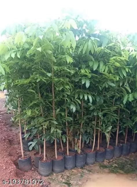 Best African Mahogany Trees Nurseries Near Me in Kadiyam India: Explore ...