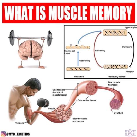 Image result for Muscle Memory Examples