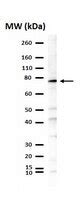 Anti-Tbr1 Antibody | AB10554