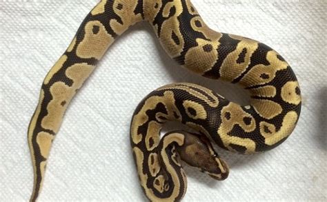 Image result for Ball Python Substrate