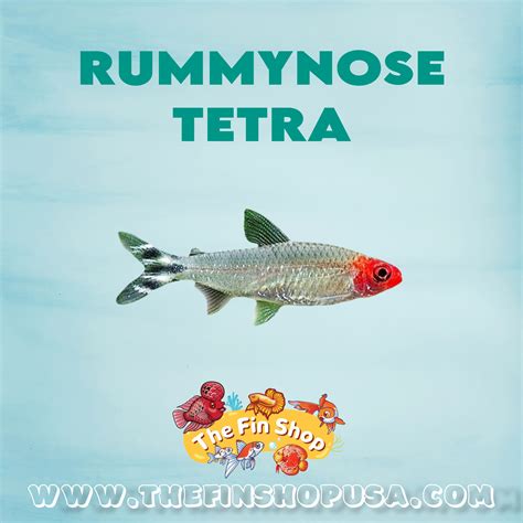 Rummy Nose Tetra – The Fin Shop