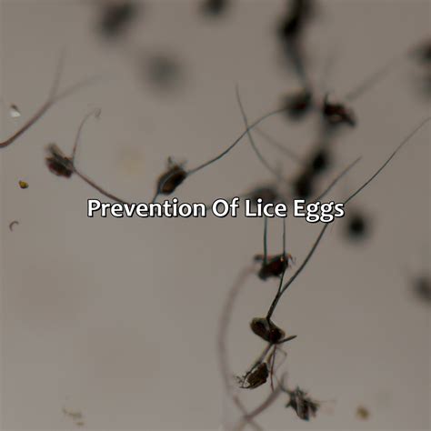 Does Heat Kill Lice Eggs at Rose Slaughter blog