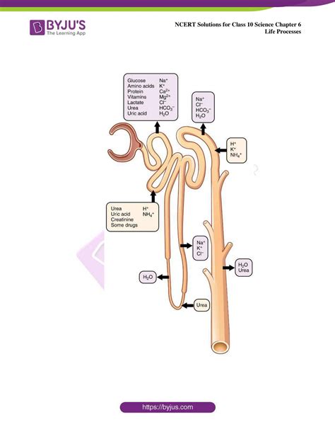 Class 10 Science Life Process 的图像结果