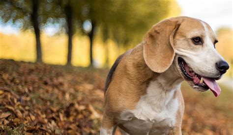 How to Train Your Beagle Dog to Walk Off-Leash | Wag!