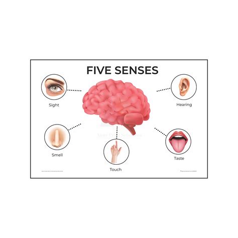 Anne Print Solutions® Five sense organs chart Posters For Hospital ...