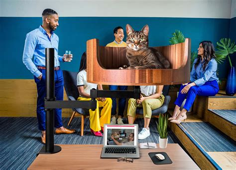 Why Does My Cat Zoom Around the House? Understanding Behavior – Desk Cat Nest