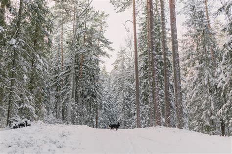 Pic Of A Dog Photos, Download The BEST Free Pic Of A Dog Stock Photos ...