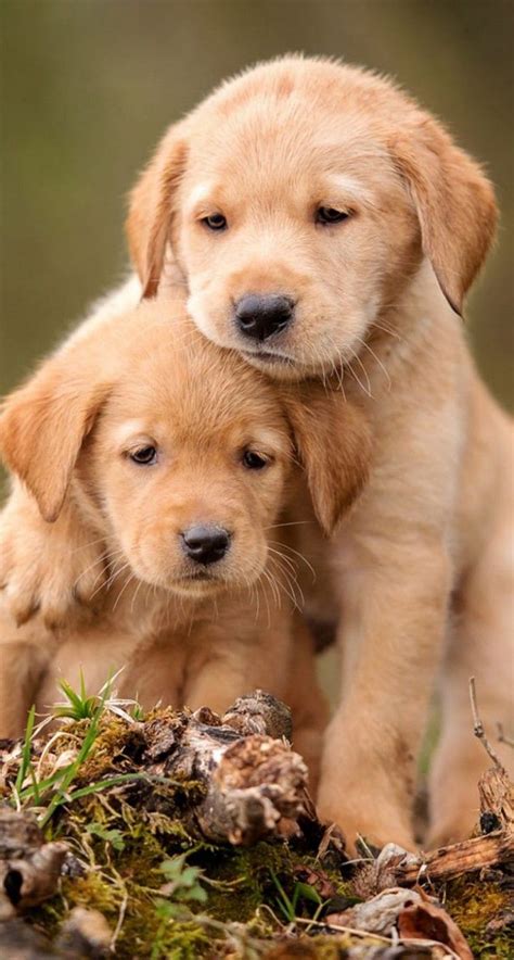 Image result for Dogs Programmes