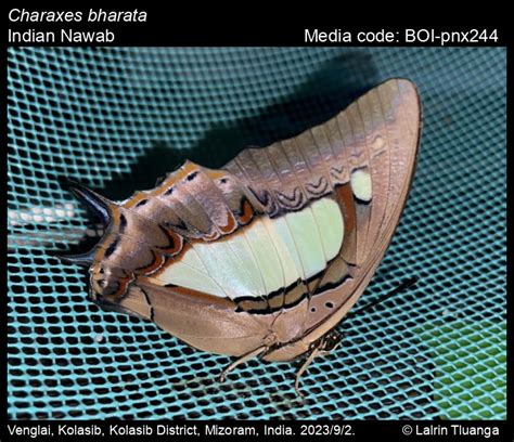 Charaxes bharata C. & R. Felder, [1867] - Indian Nawab | Butterfly