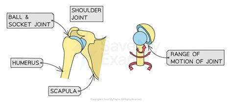 Identifying Types of Joints | AQA GCSE Physical Education (PE) Revision ...