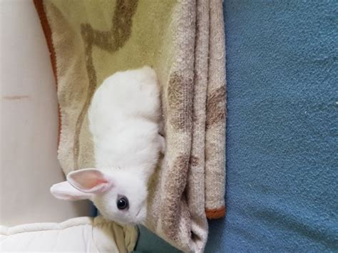 Hasen Kaninchen Kleinanzeigen | Hasen Kaninchen Annoncen | Hasen ...