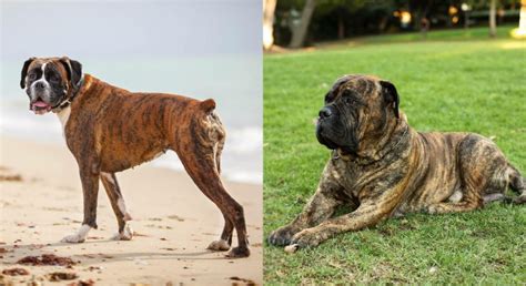 Boxer Mastiff Mixed Dog Breed: Info, Pictures, Care Guide & Traits ...