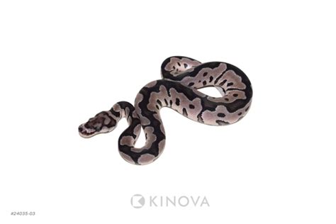 Image result for Desert Ghost Axanthic Ball Python