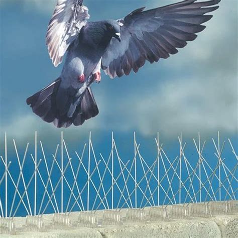 Bird Spikes and Repeller - Bird Spike Manufacturer from Nashik