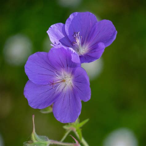 Geranium 'Johnson's Blue' Hardy Perennial | 2L Pot