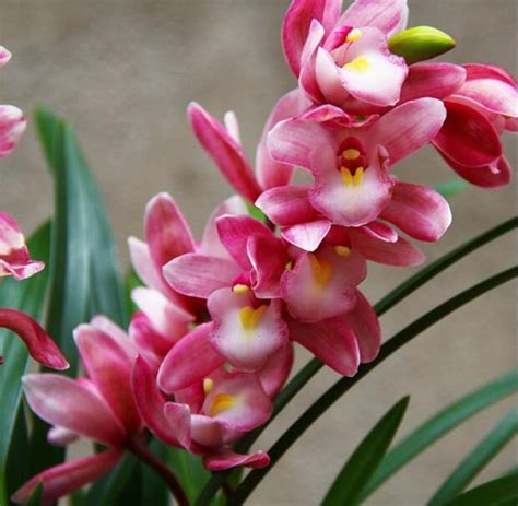 它被譽為花卉第一香，香氣漫天，花色艷麗，花量很大，是養蘭首選 - 壹讀