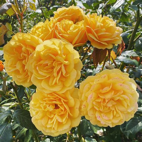 Why Do My Roses Leaves Turn Yellow at Jesus Hepner blog