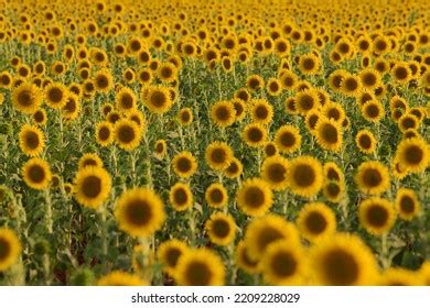 Extensive Farming 的图像结果