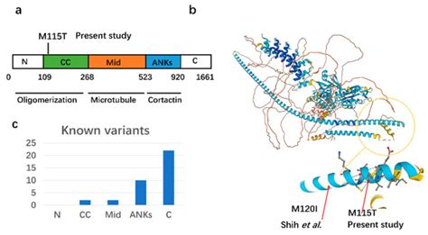 Dendritic Spine in Autism Genetics: Whole-Exome Sequencing Identifying ...