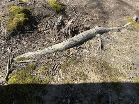 Tree Root Removal Tips 的图像结果