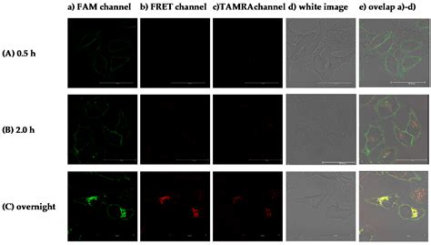 Cholesterol-Bearing Fluorescent G-Quadruplex Potassium Probes for ...