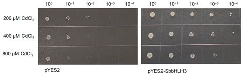 Characterization and Expression Analysis of the bHLH Gene Family During ...
