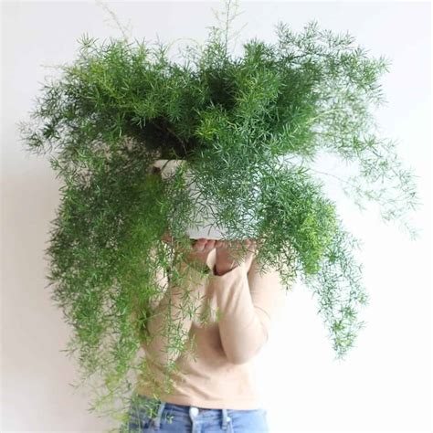 Sprengeri Fern Care: Growing The Asparagus Densiflorus
