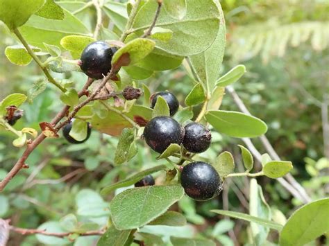 40 Facts About Huckleberry - Facts.net