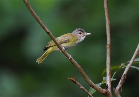 Las Aventuras: Costa Rican Birding