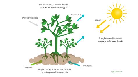How Do Plants Breathe? – My STEM Toys