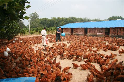 鸡群,土鸡,散养鸡,家禽家畜,动物摄影,摄影,汇图网www.huitu.com
