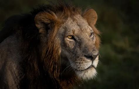 Download wallpaper nature, animal, predator, Leo, head, beast, section ...