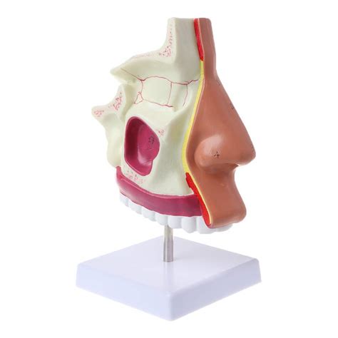 Fzc Ym Human Nasal Cavity Anatomy Model Medical Nose Cavity ...