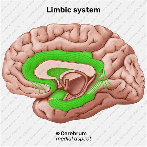 Limbic system Memory 的图像结果