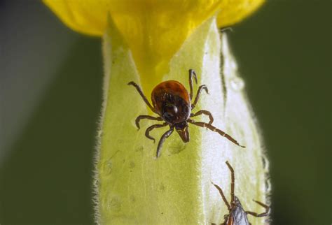 Flea vs. Gnat: What’s the Difference? | Twin Boro